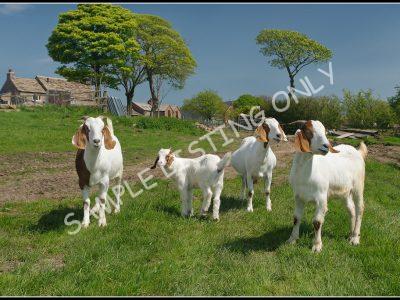Tanzanian Live Boer Goats