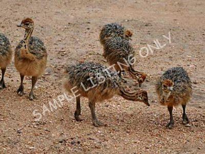 Tanzania Ostrich Chicks