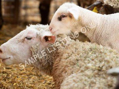 Healthy Tanzania Sheep