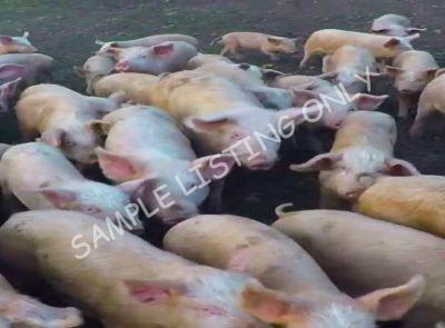 Tanzania Healthy Pigs