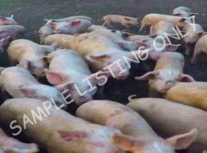 Tanzania Healthy Pigs